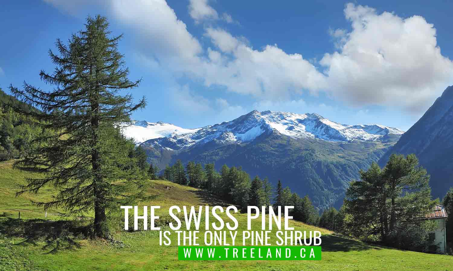 The Swiss Pine is the only pine shrub