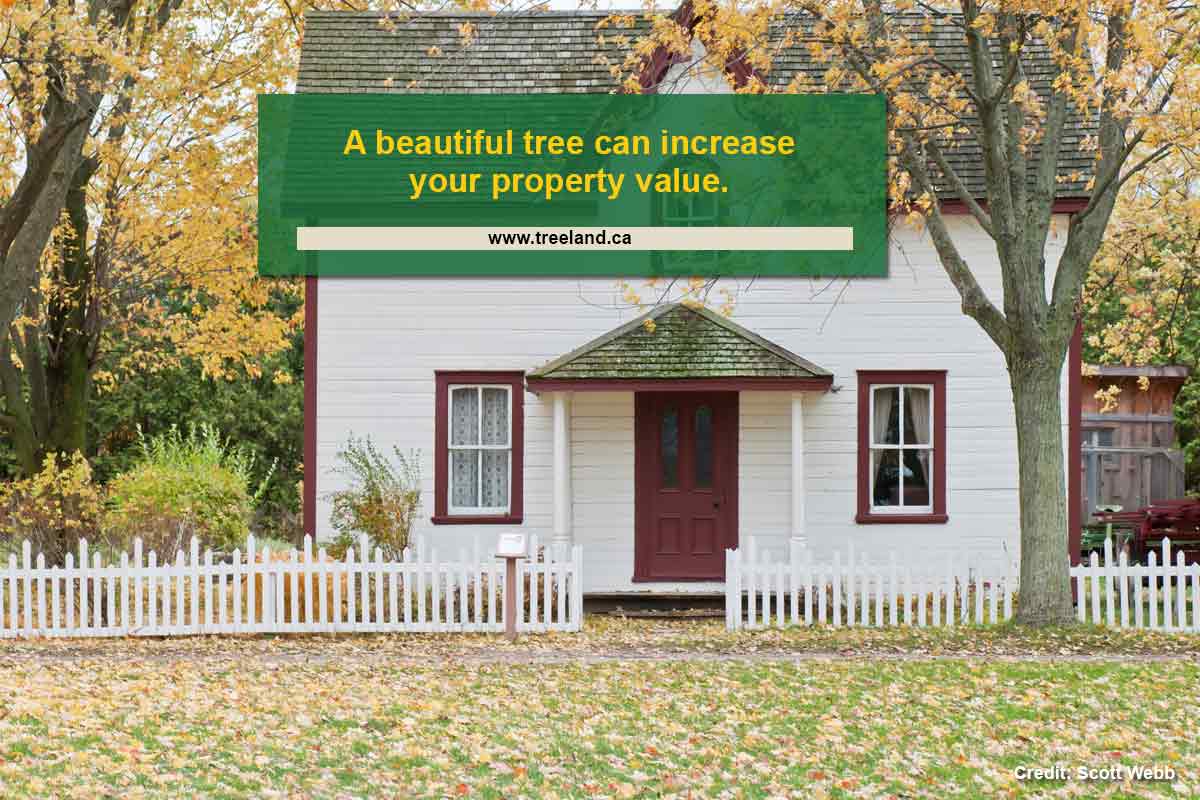 A beautiful tree can increase your property value.