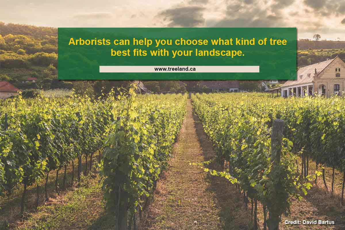 Arborists can help you choose what kind of tree best fits with your landscape.