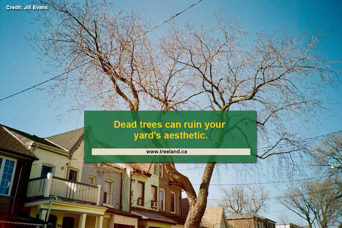Dead trees can ruin your yard’s aesthetic.