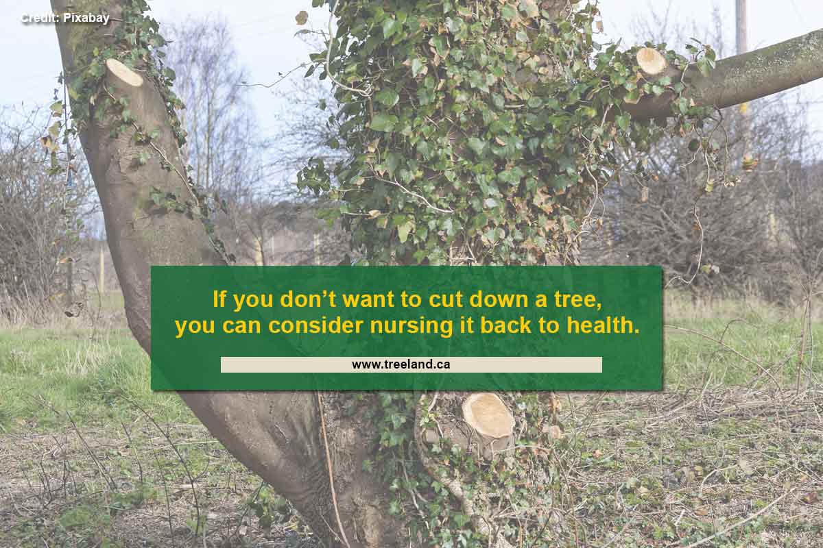 If you don’t want to cut down a tree, you can consider nursing it back to health.