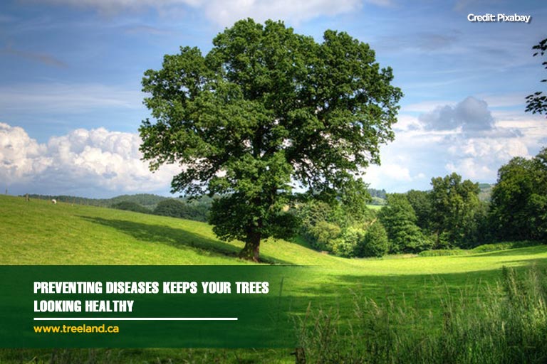 Preventing diseases keeps your trees looking healthy