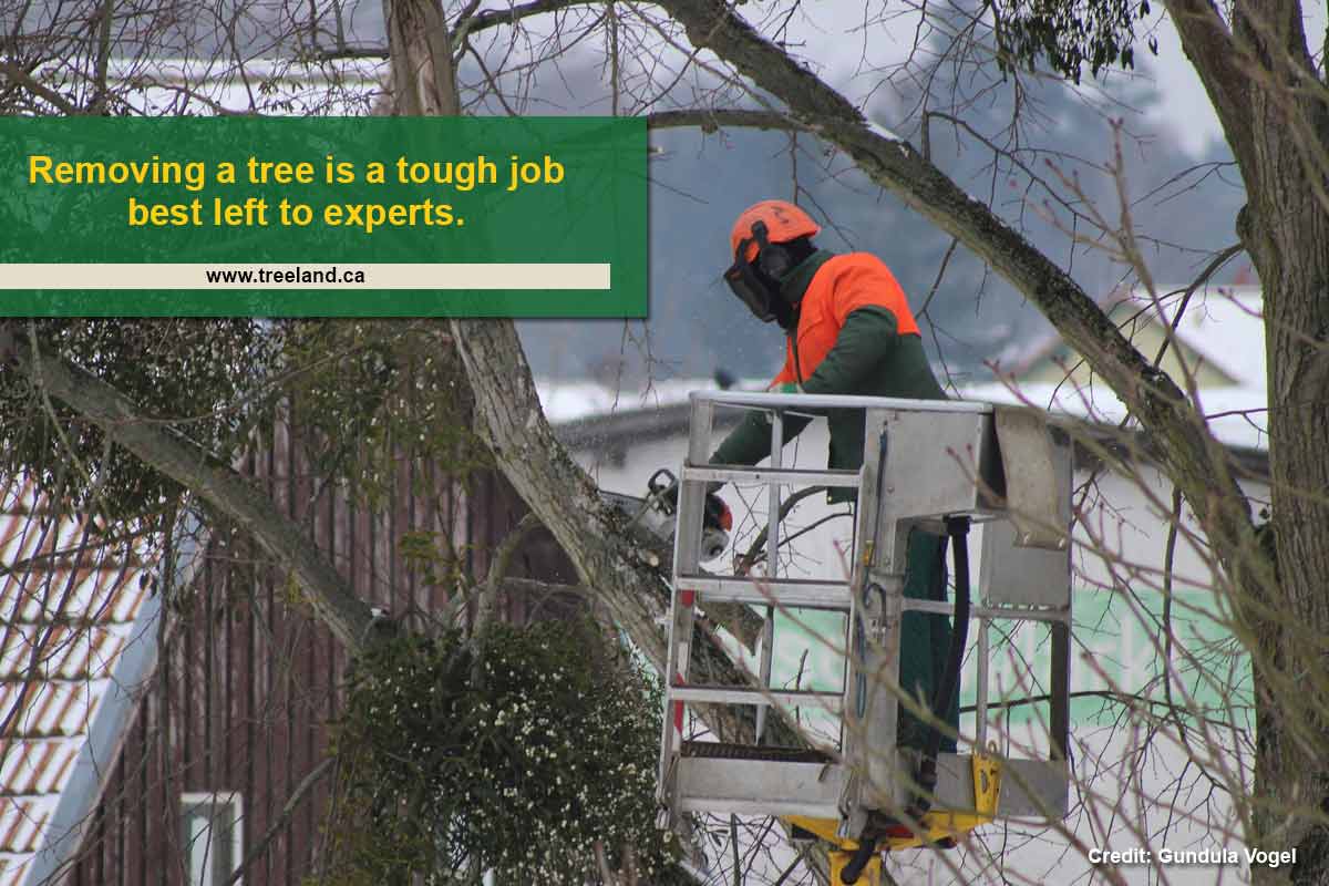 Removing a tree is a tough job best left to experts.