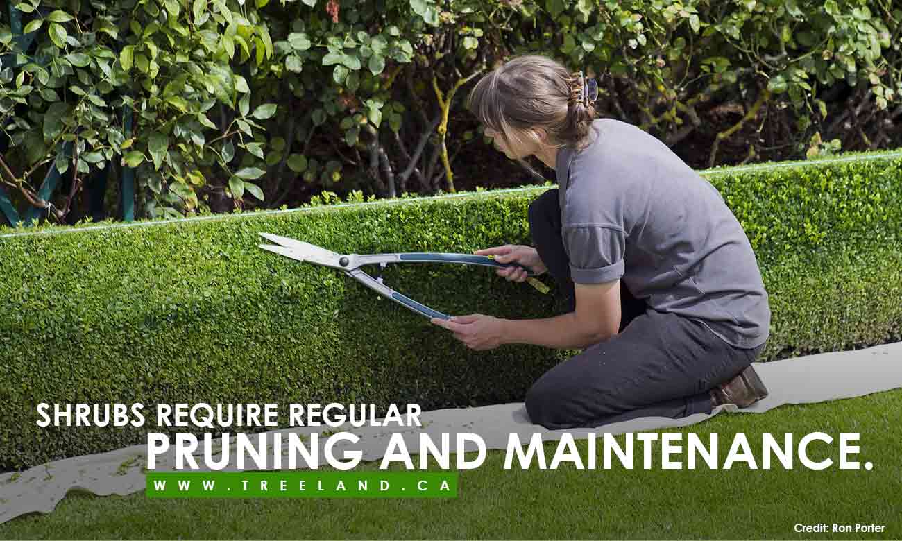 Shrubs require regular pruning and maintenance.