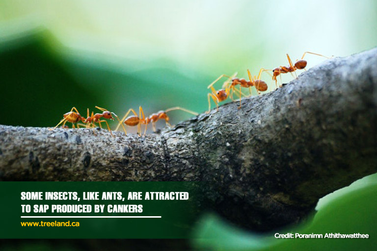 Some insects, like ants, are attracted to sap produced by cankers