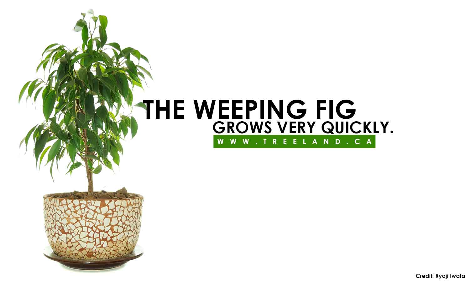 The Weeping Fig grows very quickly.