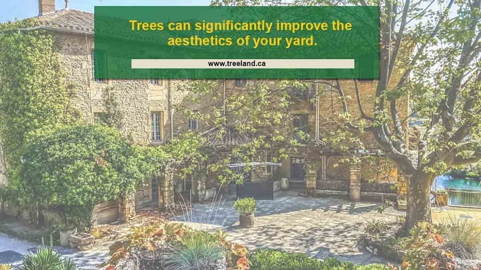 Does Your Tree Need To Be Removed?