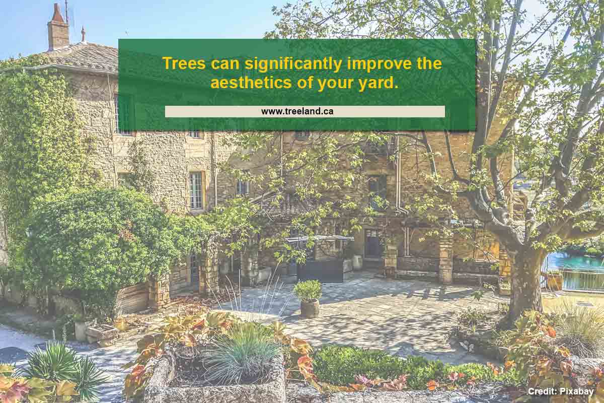 Trees can significantly improve the aesthetics of your yard.
