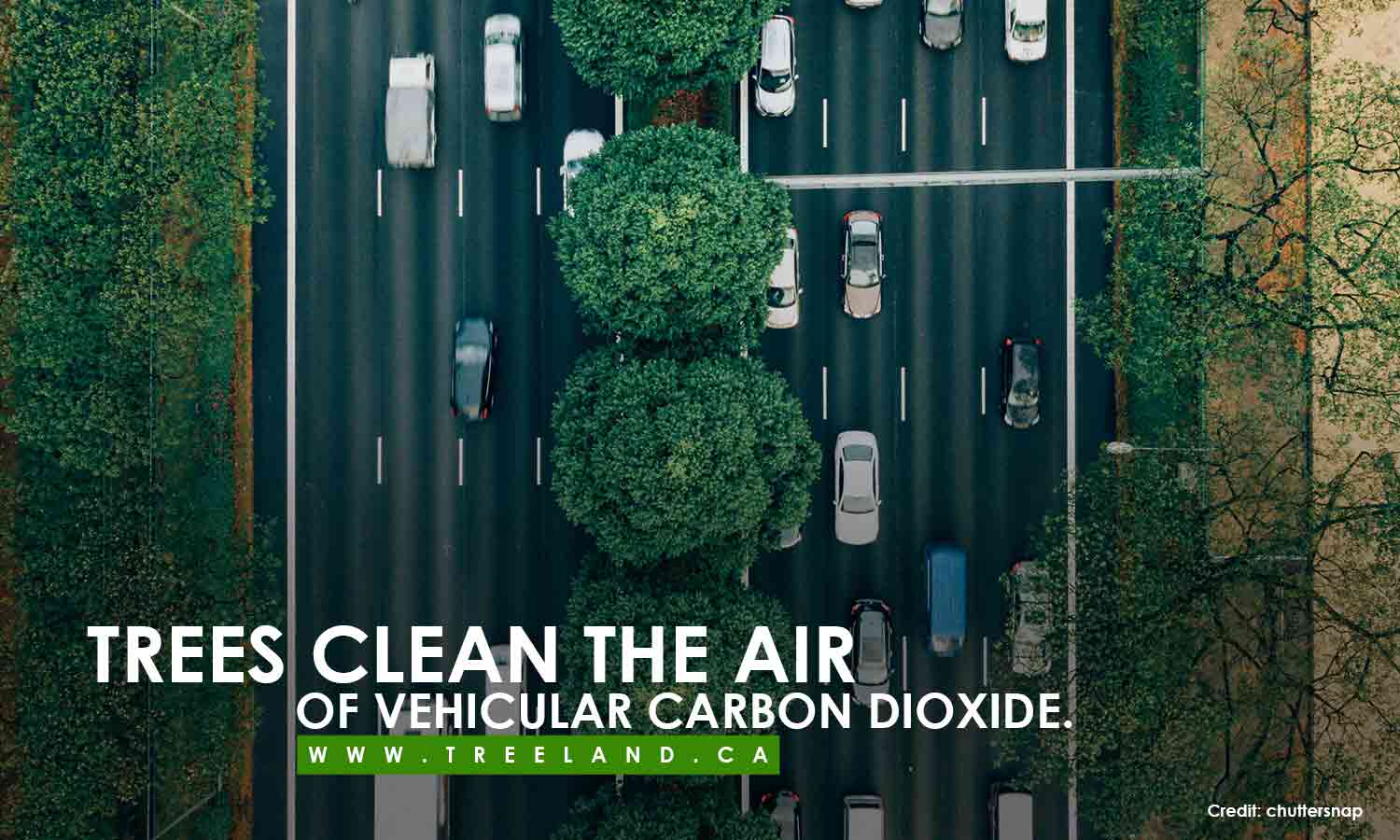 Trees clean the air of vehicular carbon dioxide