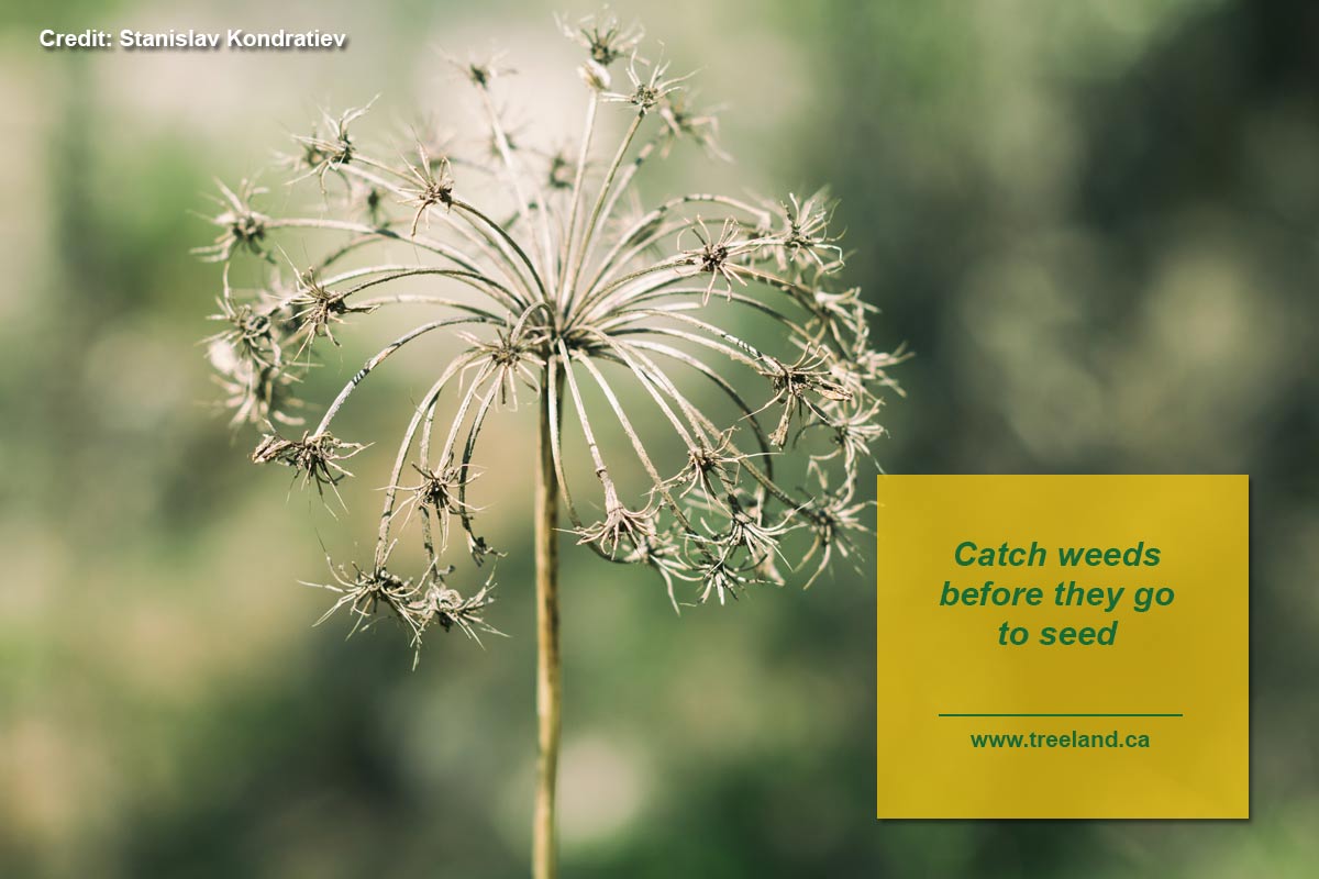 Catch weeds before they go to seed