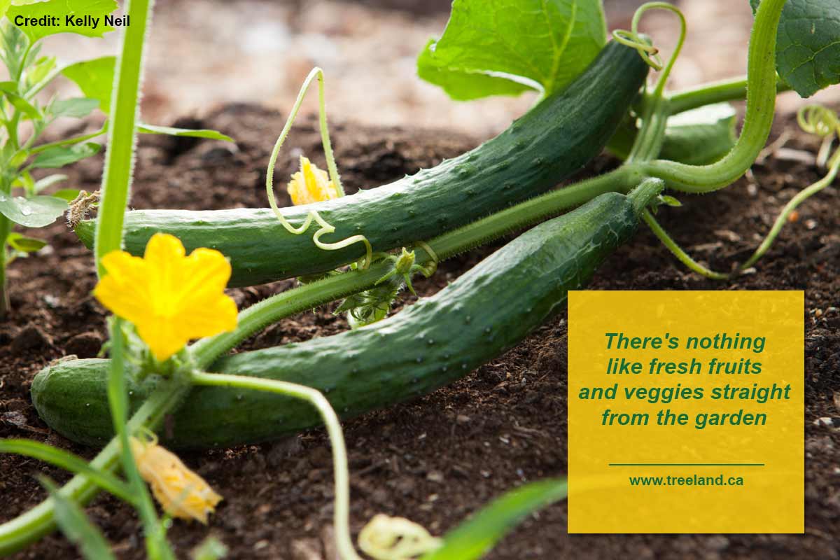 There's nothing like fresh fruits and veggies straight from the garden