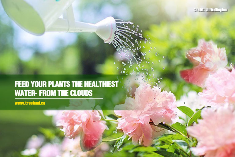 Feed your plants the healthiest water- from the clouds