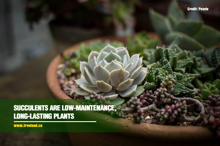 Succulents are low-maintenance, long-lasting plants 