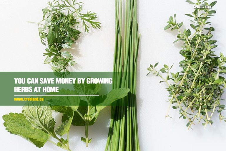 You can save money by growing herbs at home