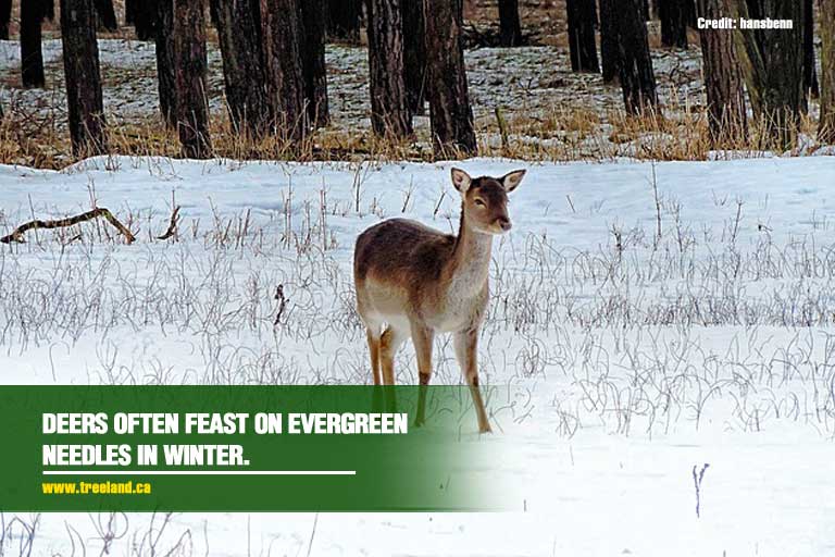 Deers-often-feast-on-evergreen-needles-in-winter.