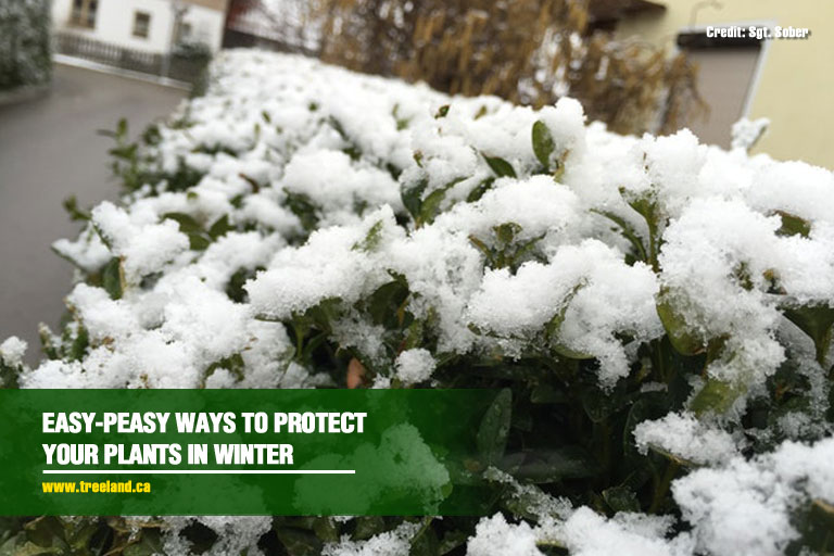 Easy-Peasy Ways To Protect Your Plants In Winter