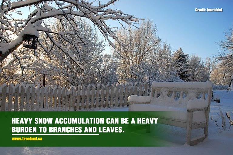 Heavy snow accumulation can be a heavy burden to branches and leaves.