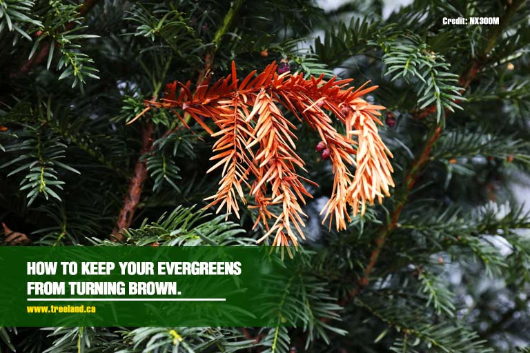 How-to-keep-your-evergreens-from-turning-brown.