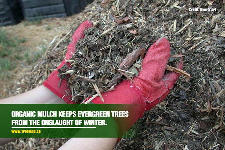 Organic-mulch-keeps-evergreen-trees-from-the-onslaught-of-winter.