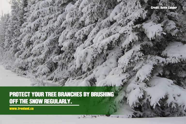 Protect-your-tree-branches-by-brushing-off-the-snow-regularly.