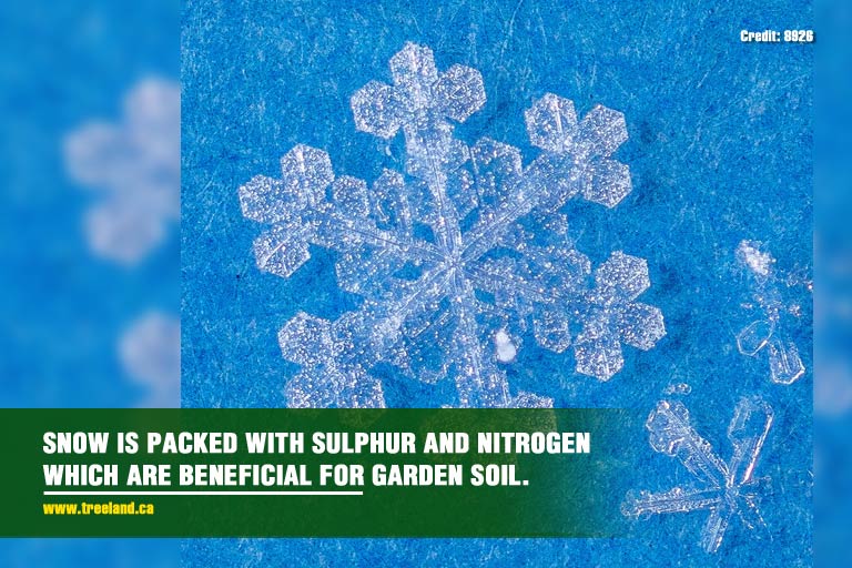 Snow is packed with sulphur and nitrogen which are beneficial for garden soil.