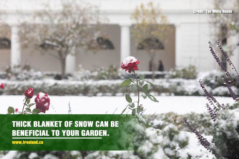 Thick blanket of snow can be beneficial to your garden.