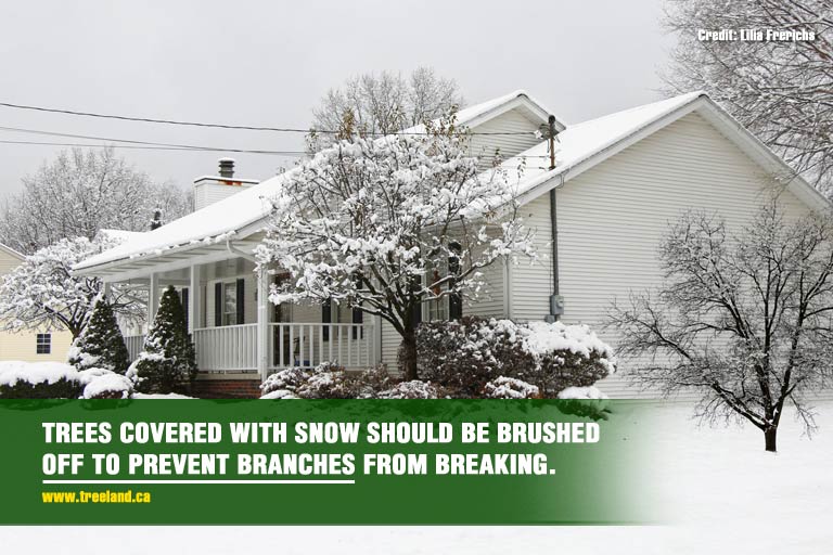 Trees covered with snow should be brushed off to prevent branches from breaking.