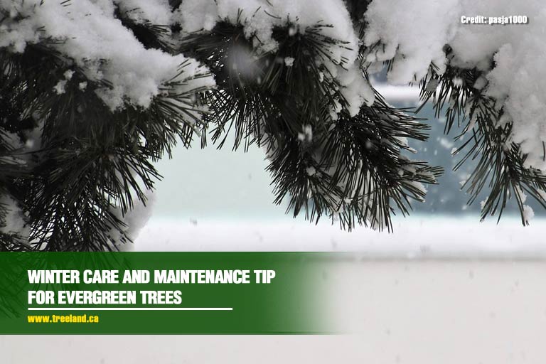 Winter Care and Maintenance Tip for Evergreen Trees