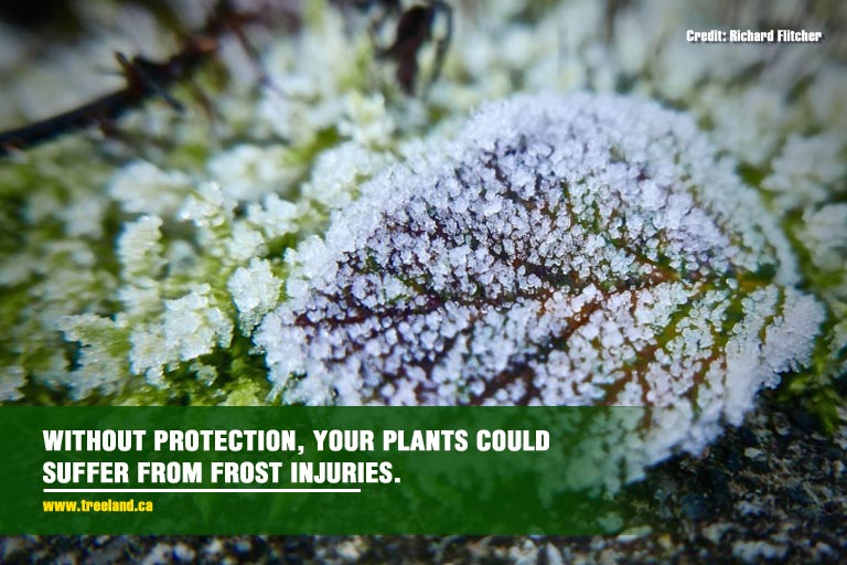 Without protection, your plants could suffer from frost injuries.