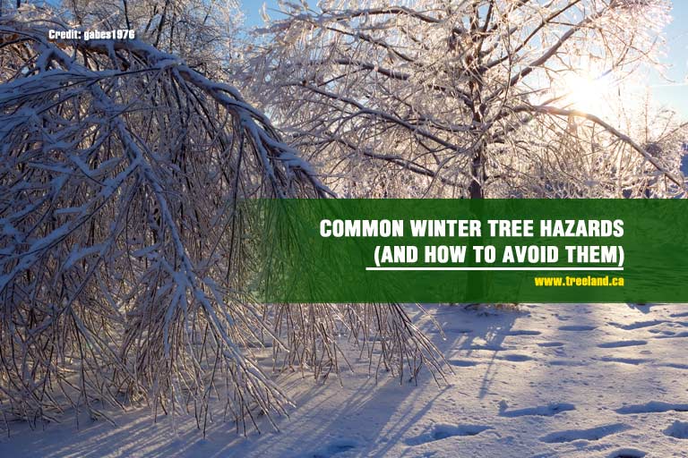 Common Winter Tree Hazards (And How to Avoid Them)