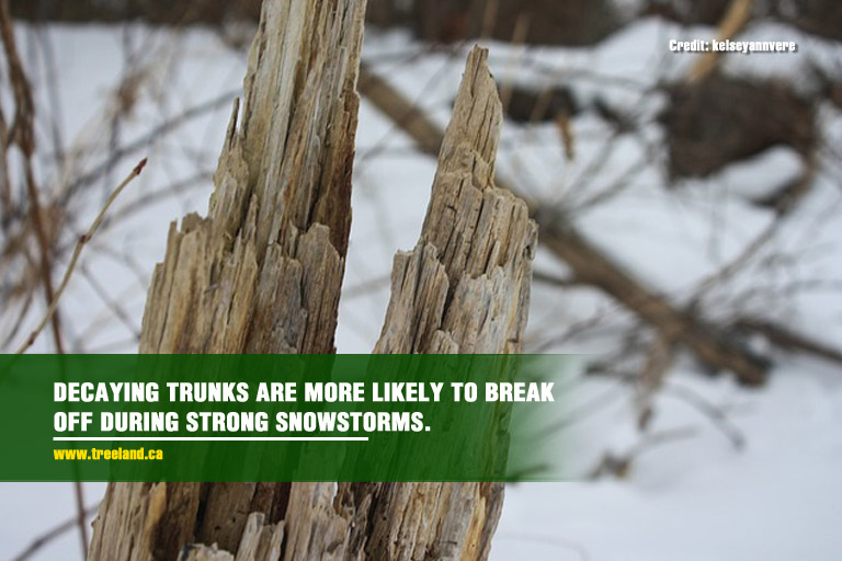 Decaying-trunks-are-more-likely-to-break-off-during-strong-snowstorms.