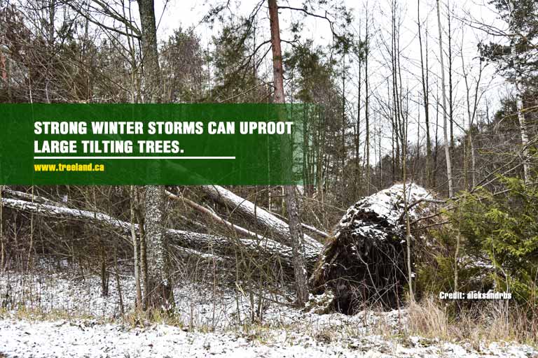 Strong-winter-storms-can-uproot-large-tilting-trees.
