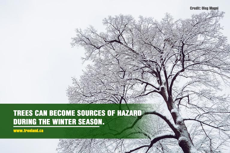 Trees-can-become-sources-of-hazard-during-the-winter-season.