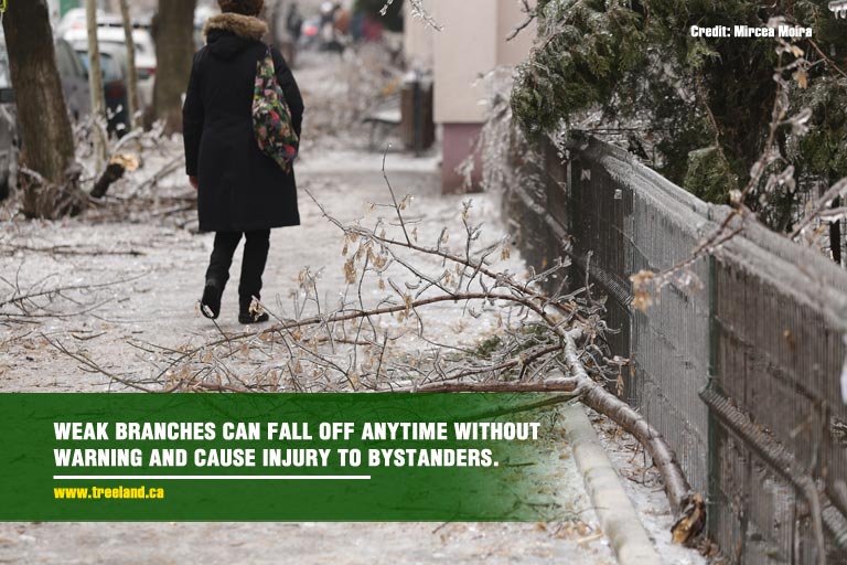 Weak-branches-can-fall-off-anytime-without-warning-and-cause-injury-to-bystanders.