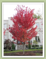 Autumn-Blaze-Maple-acer-rubrum