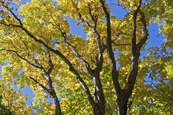 Autumn-foliage-on-a-maple-tree