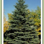 Colorado-Spruce-picea-pungens