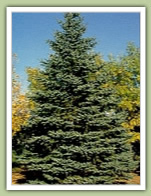 Colorado Spruce picea pungens