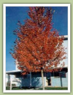 Native-Red-Maple-acer-rubrum