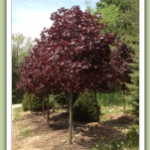 Royal-Red-Maple-acer-platanoides