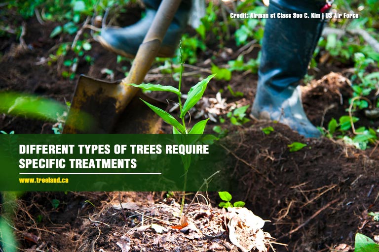 Different types of trees require specific treatments