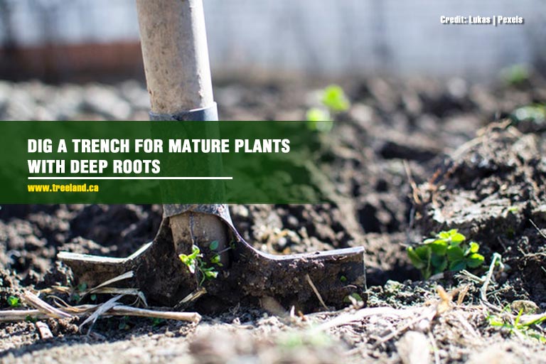 Dig a trench for mature plants with deep roots