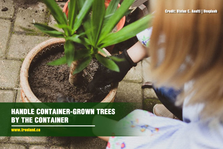 Handle container-grown trees by the container