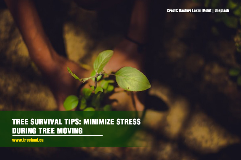 Tree Survival Tips: Minimize Stress during Tree Moving