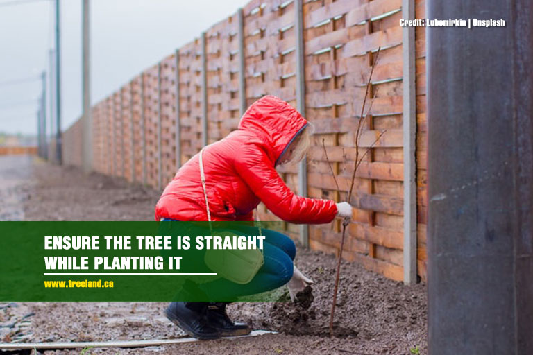 Ensure the tree is straight while planting it