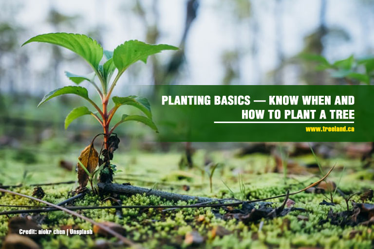 Planting Basics — Know When and How to Plant a Tree