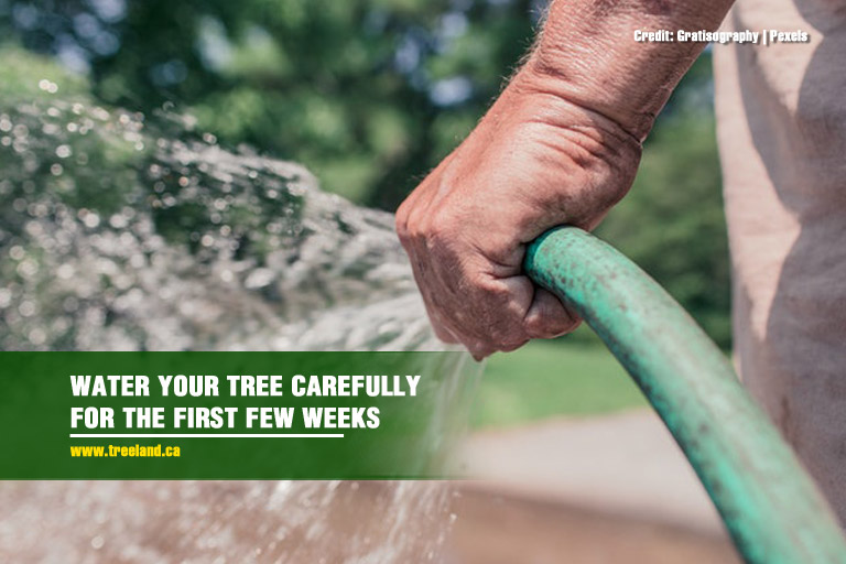 Water your tree carefully for the first few weeks