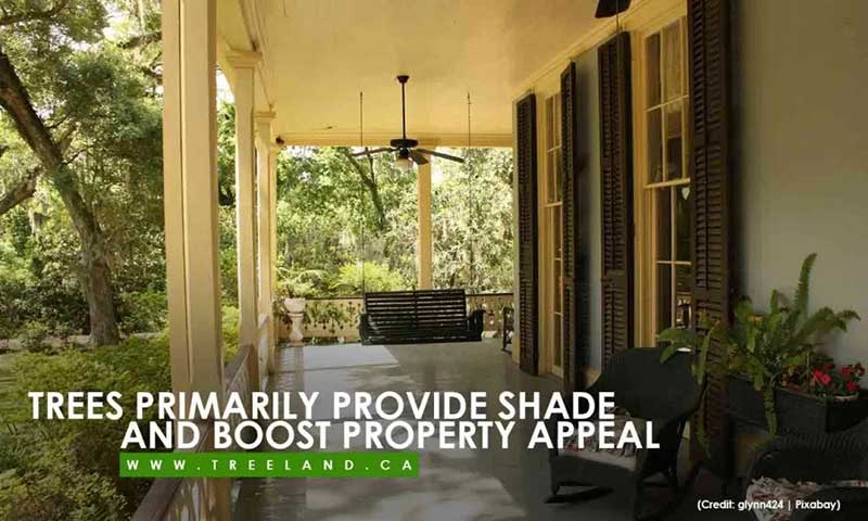 Trees primarily provide shade and boost property appeal