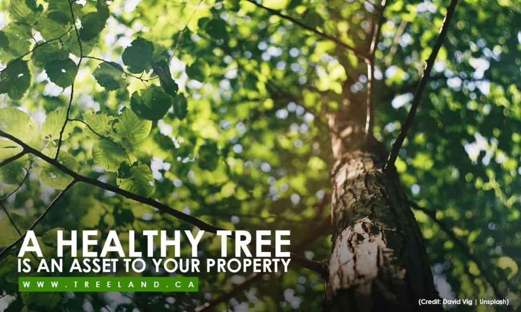 A healthy tree is an asset to your property