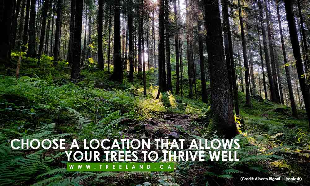 Choose a location that allows your trees to thrive well